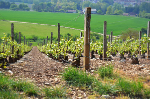 De ezelsstamp van het klimaat: hoe kunnen wijnbouwers ingrijpen om het tij te keren?